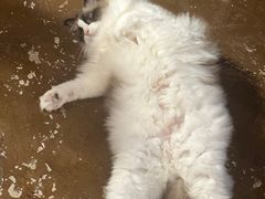 -猫猫幼稚园·撸猫·桌游·电玩