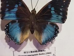 -吉林省自然博物馆