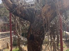 -泰山风景名胜区-普照寺