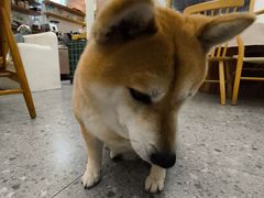 -是阿柴呀！柴犬咖啡·爱喵喵猫咖