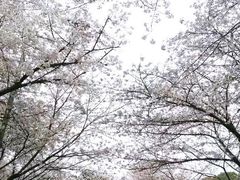 -武汉大学-樱园