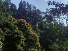 -中国科学院西双版纳热带植物园