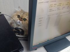 -宠物星动物医院·眼科·异宠·猫科(江南大道总院)