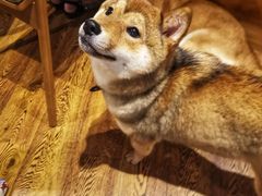 -柴务处·柴犬主题狗咖