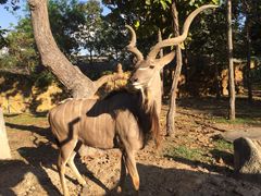 -清迈夜间动物园