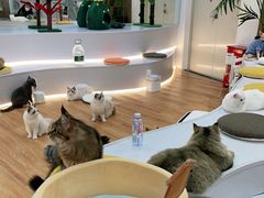 -COLOR PETS 撸猫馆·购猫·猫咖(长风大悦城店)