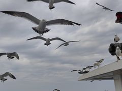 -海驴岛(荣成市)