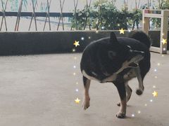 -柴犬高等学院·狗咖·柴犬售卖·宠物训练