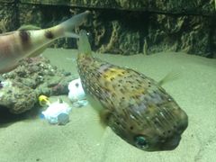 -北戴河圣蓝海洋公园