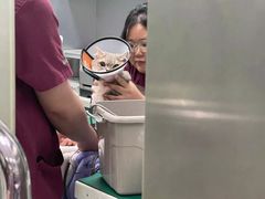-瑞派申生动物医院·24H夜诊·国际动物医疗中心·骨外科(吴中路店)