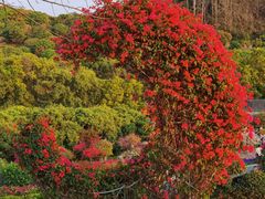 -东莞植物园