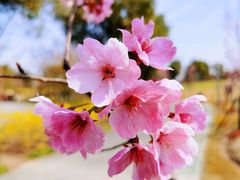 -顾村公园