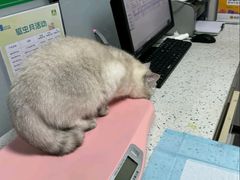 -半岛宠物医院24小时(科华中路店)