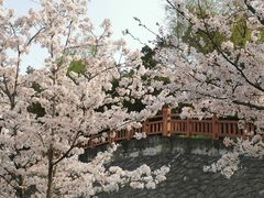 -高东镇樱花园