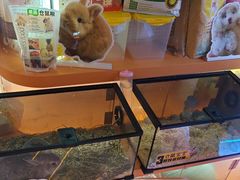 -可爱抓 COCO  GOTCHA(天津鹏欣水游城店)