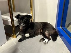 -伟伟宠物医院·CT影像中心·瑞派犬猫综合性门诊(汉口总院)