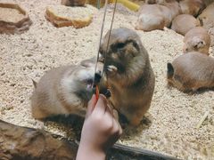 -Mr·Kuma酷么先生雪之乐园