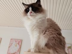 -有猫儿腻咖啡厅.猫咖