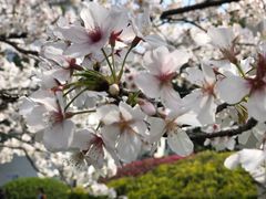 -武汉大学-樱园