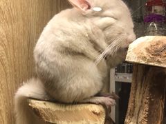 -藦茜花园宠物主题亲子互动体验馆(国顺东路店)