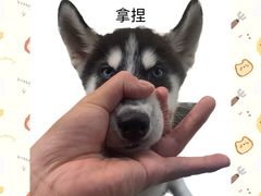 -圣丰索菲特·法国餐厅