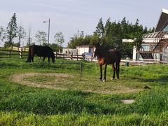-田园东方蜜桃村的田野营地