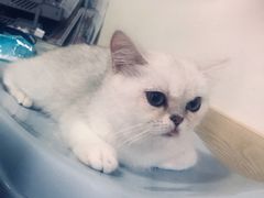 -乐派堂宠物医院·猫友好· 心脏科(东街店)