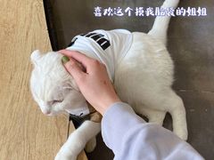 -美联众合宠物医院·爱萌分院·内外科·猫科中心