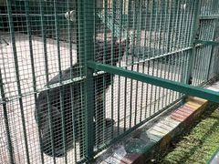 -横道河子东北虎林园