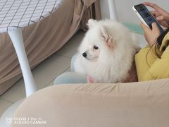 -怪兽屋·羊驼·猫咖·狗咖(俊华广场店)