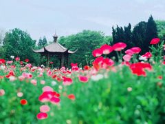 景点-上海滨江森林公园