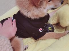 -逗柴咖啡屋·狗咖猫咖宠物桌游
