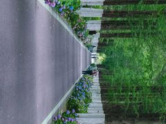 -合肥滨湖国家森林公园