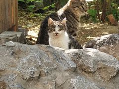 -中国人民解放军总医院