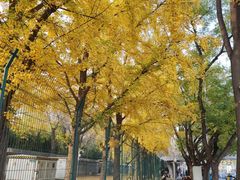 -三里屯东五街银杏大道