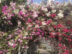 -亚龙湾国际玫瑰谷