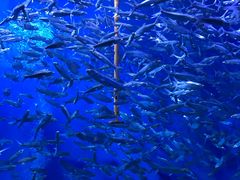 -成都浩海立方海洋公园