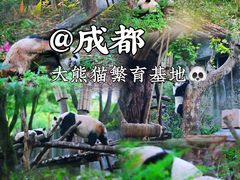 -成都大熊猫繁育研究基地