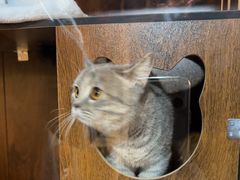 -白兔子密室(长寿路店)