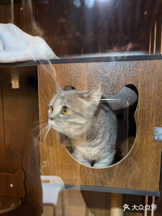 白兔子密室(长寿路店)图片