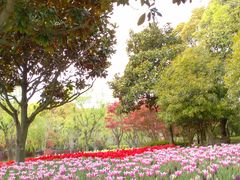 -上海鲜花港