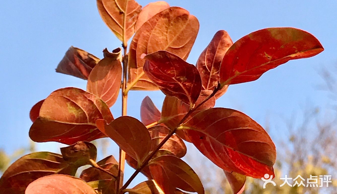 红叶🍁