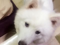 -诺比宠物医院心脏内科·泌尿肾内外科·骨科急重症