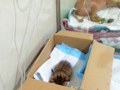 -申普宠物医院·心脏介入·心血管微创(总院)
