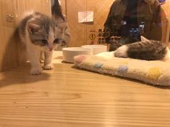 -屋虎猫馆(宝安大仟里店)