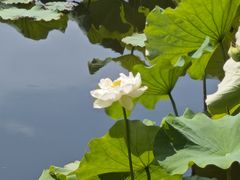 -荷塘月色湿地公园·向阳花洲