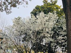 -苏州文庙(姑苏区)