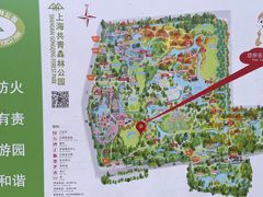 -上海共青森林公园