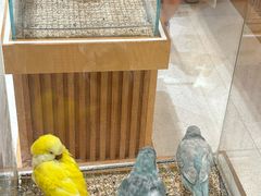 -帕帕拉兹宠物(亚洲旗舰店)