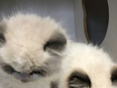 -东方名猫馆·英短金渐层布偶猫舍(环线广场1号楼店)